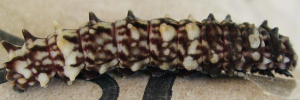 Larvae
